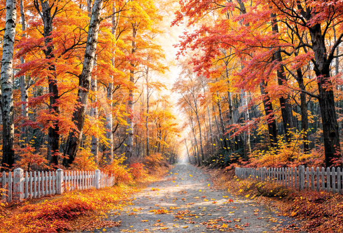 Fabric Photography Background Fall Forest / Backdrop 6942