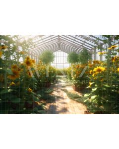 Photography Background in Fabric Sunflower Greenhouse / Backdrop 3640