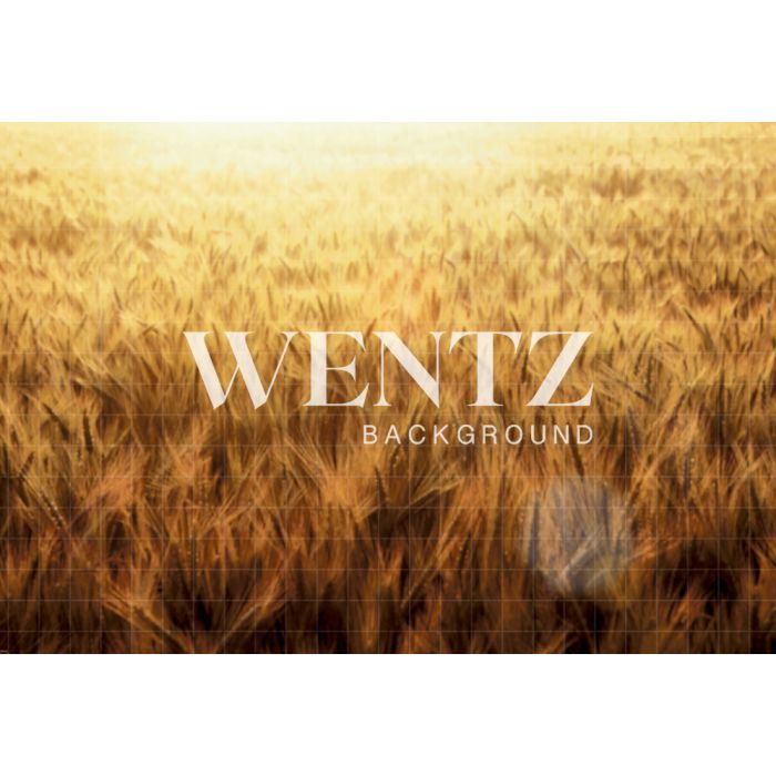 Photography Background in Fabric Wheat Field / Backdrop 1759