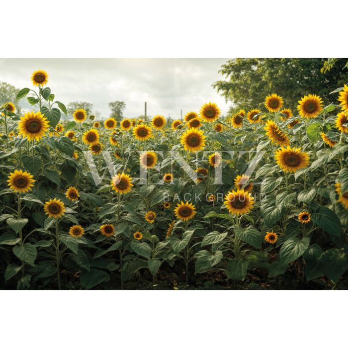 Photography Background in Fabric Mother's Day 2024 Sunflower Field / Backdrop 5907